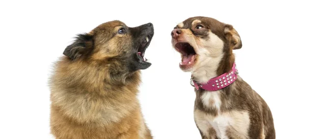 blaffende-honden-1170x500.webp