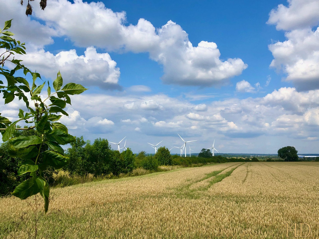 cornfields-windfarm-aug-2021-HD.jpg