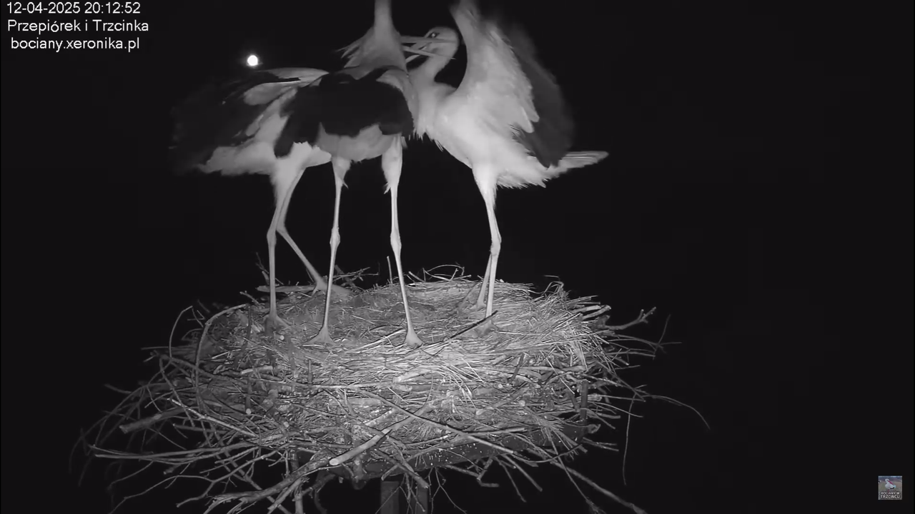 12042025intruzwgniezdzie_3