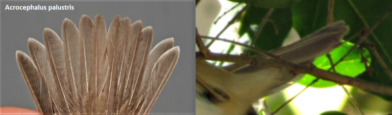 Felosa palustre ( Acrocephalus palustris ) C2