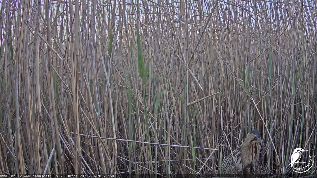 Lielais dumpis (Botaurus stellaris) Engurē - LDF tiešraide 12-8-50 screenshot