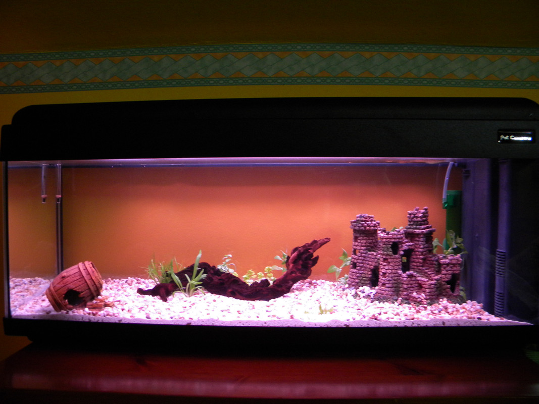 Sistemazione Acquario _16-18.03.2010 (11)