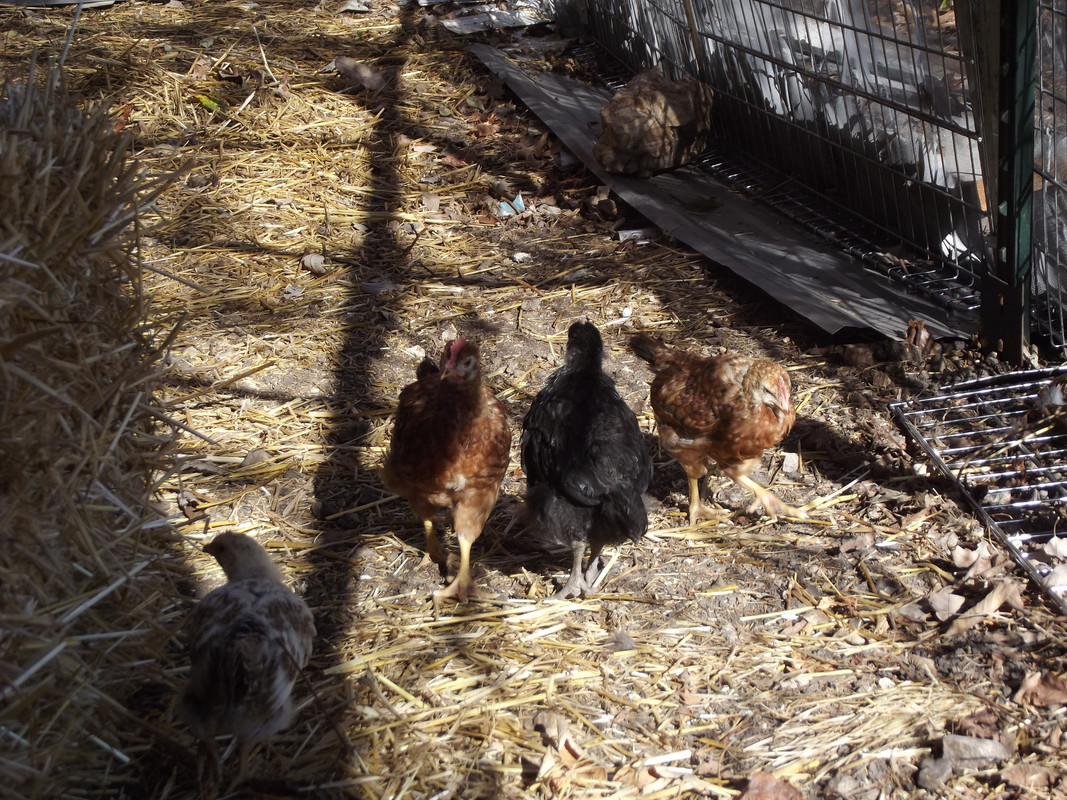 2012-8-17 Chickens (43)