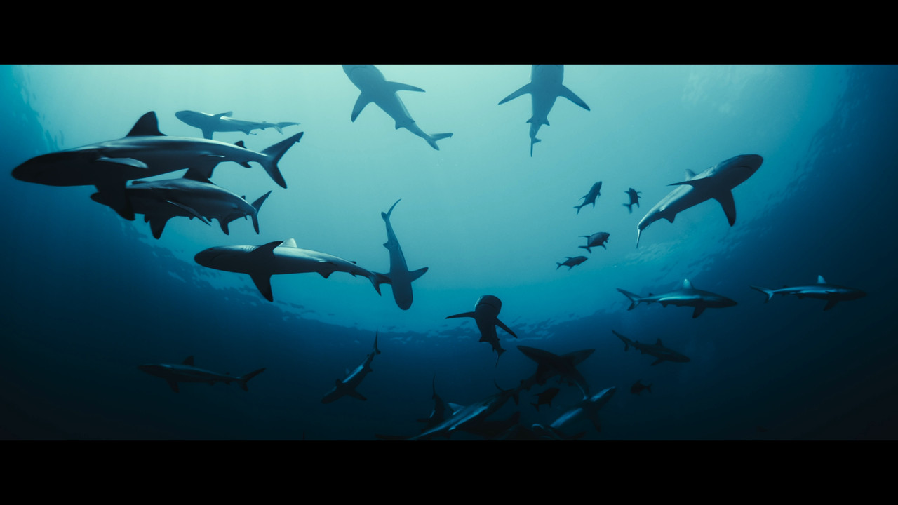 Dangerous.Animals.2025.2160p.AMZN.WEB-DL.DDP5.1.H.265-BYNDR (Vietsub).mkv_snapshot_00.08.26.506