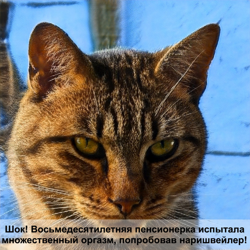 аббисинцы кошки окрас