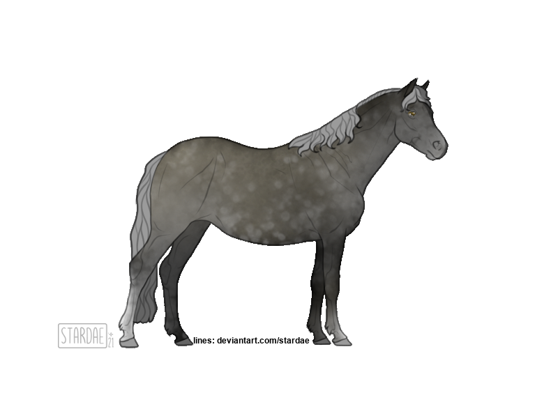 grey dappled pony