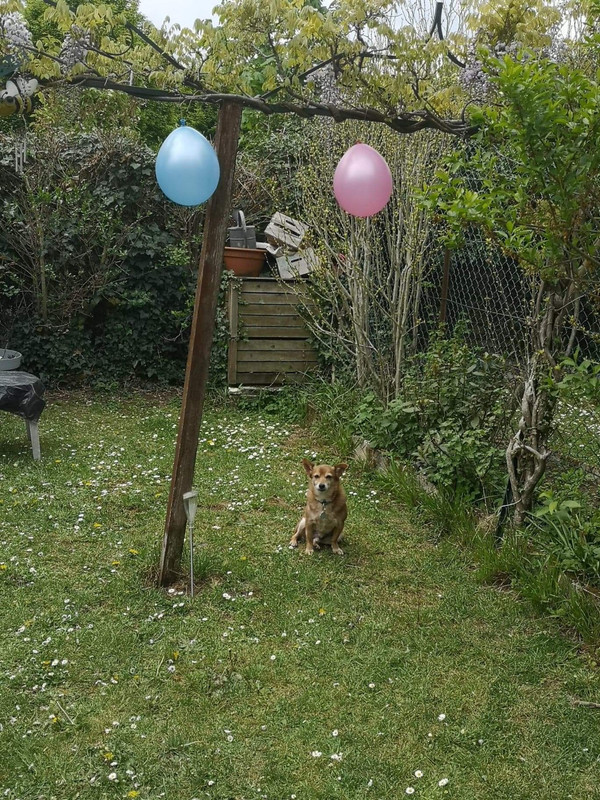 [Image: 95-FC789-D-DBE3-4-C4-A-8-C0-A-63007652-C464.jpg]