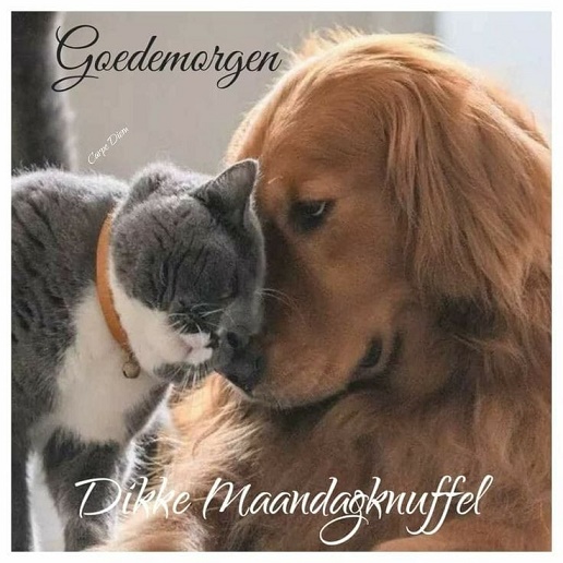 d-IKKE-MAANDAG-KNUFFELS