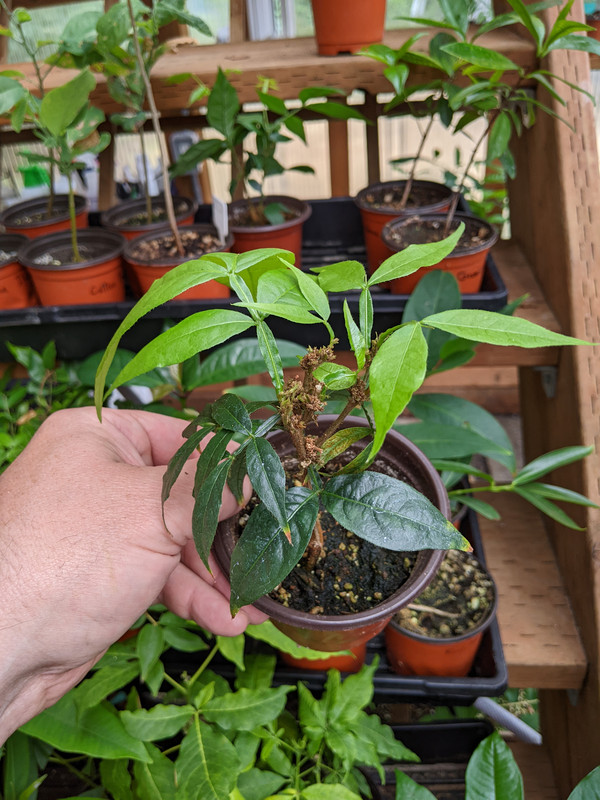 PXL_20230724_190551984.MP