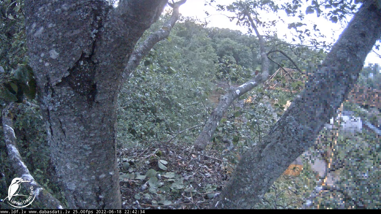 Vistu vanags (Accipiter gentilis) Rīgā - LDF tiešraide __ Goshawks, Riga, Latvia 12-38-59 screenshot