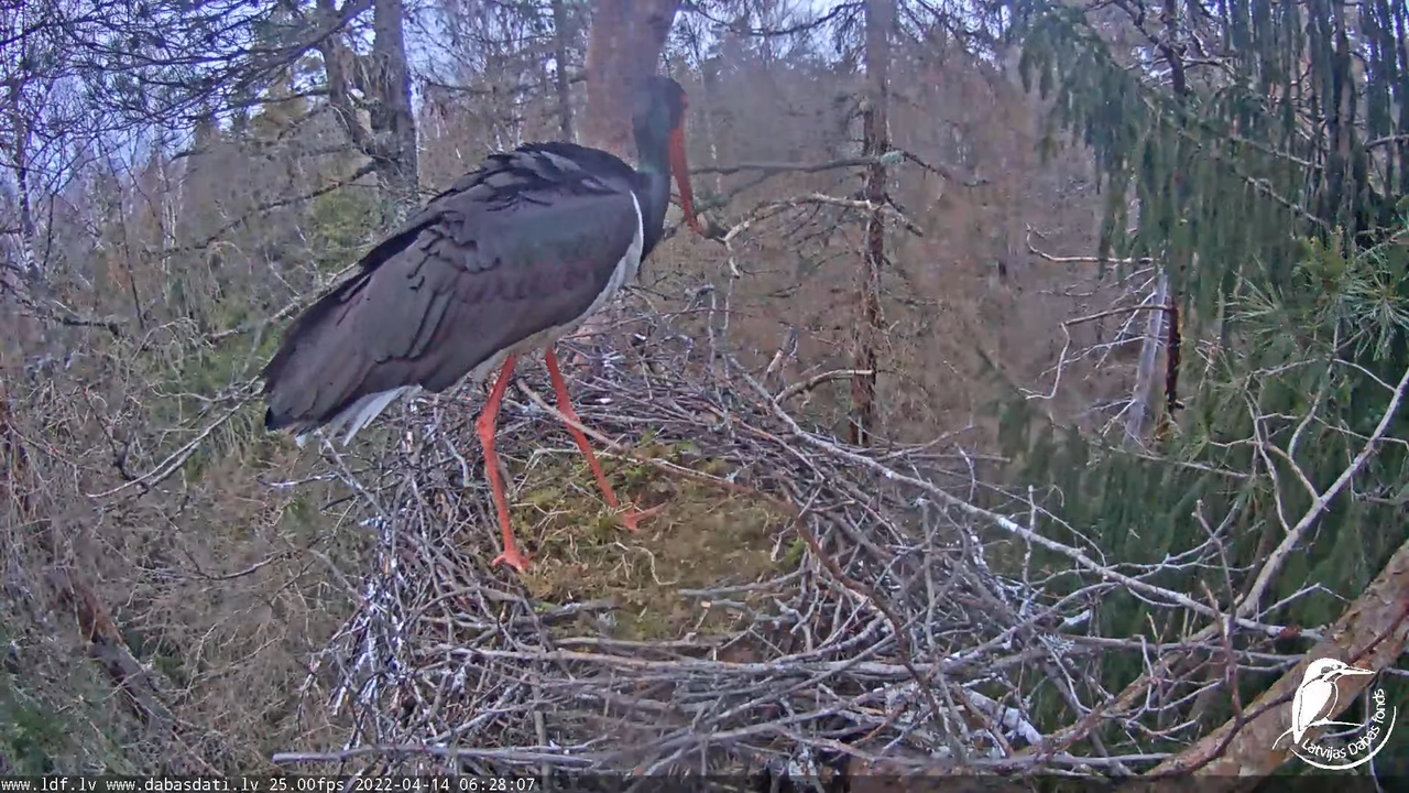 Melnais stārķis (Ciconia nigra) Siguldas novadā - LDF tiešraide 12-4-2 screenshot