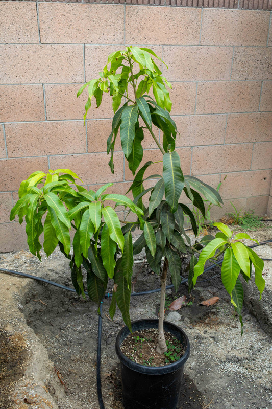 8U1A3634  Cac in 7 Gal For Sale (9-3-2020)