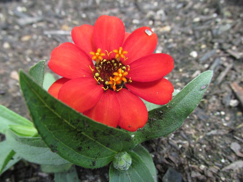 Lawn and Gardens 05.26.2019  (2)