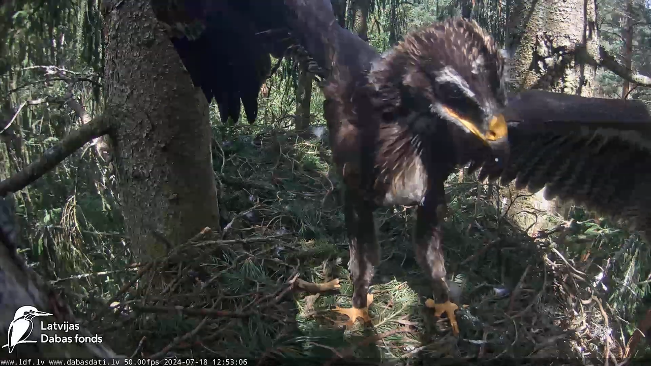 Mazais ērglis (Clanga pomarina), ligzda eglē __ Lesser spotted eagle in spruce, Zemgale, Latvia 13-2