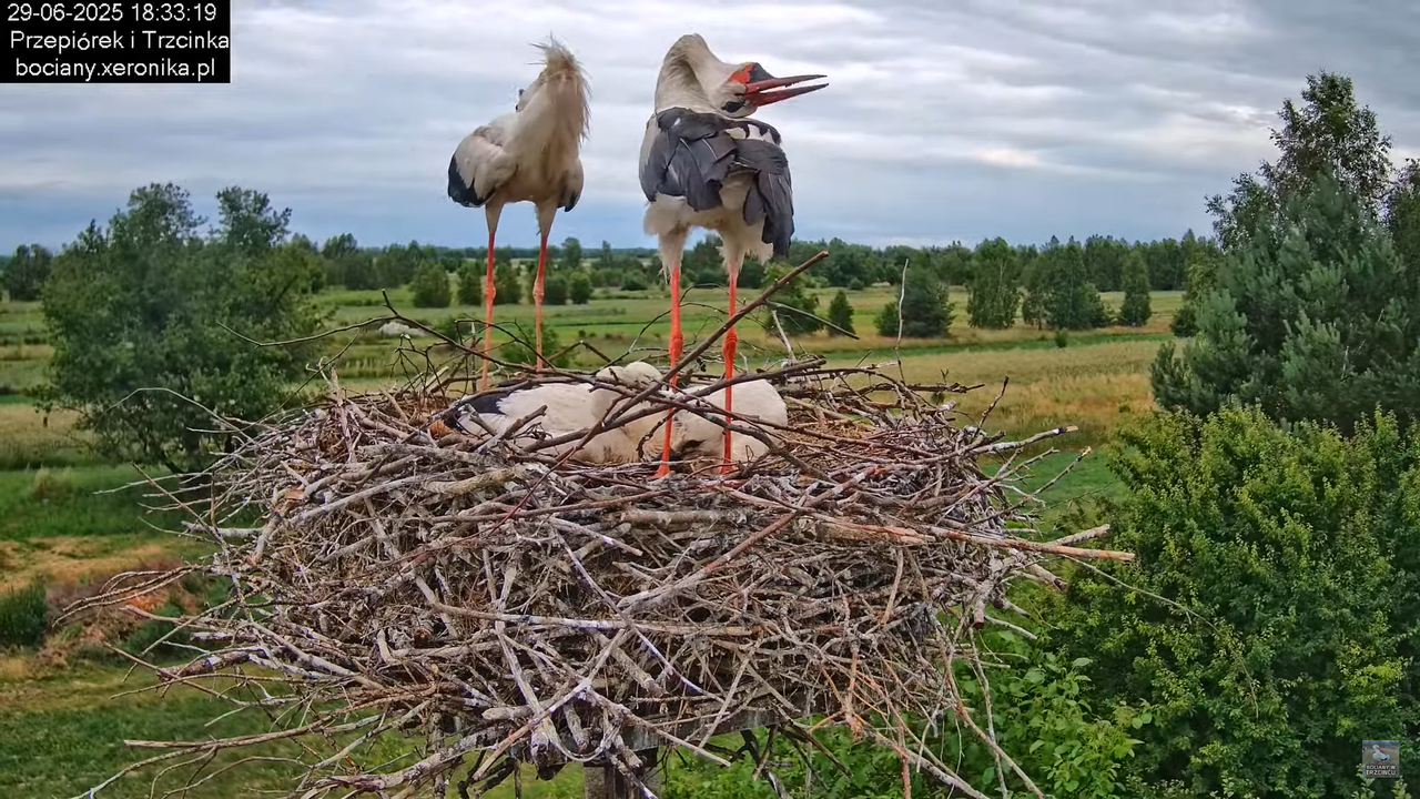 29062025bociany46