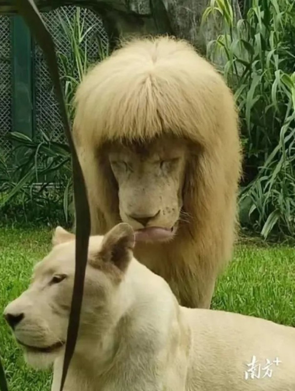 León es viral por su peculiar melena, algunos dicen que parece modelo