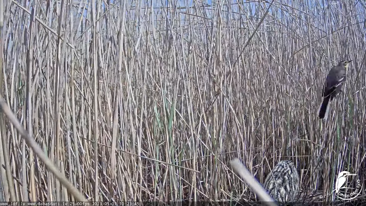 Lielais dumpis (Botaurus stellaris) Engurē - LDF tiešraide 11-57-40 screenshot
