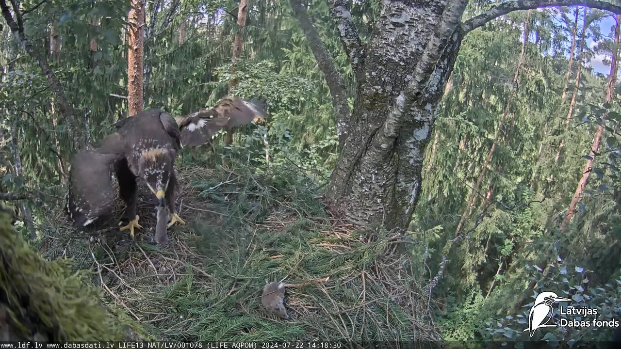 Mazais ērglis (Clanga pomarina), ligzda bērzā - LDF tiešraide 14-16-14 screenshot