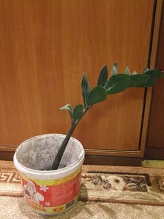 DSCF8985