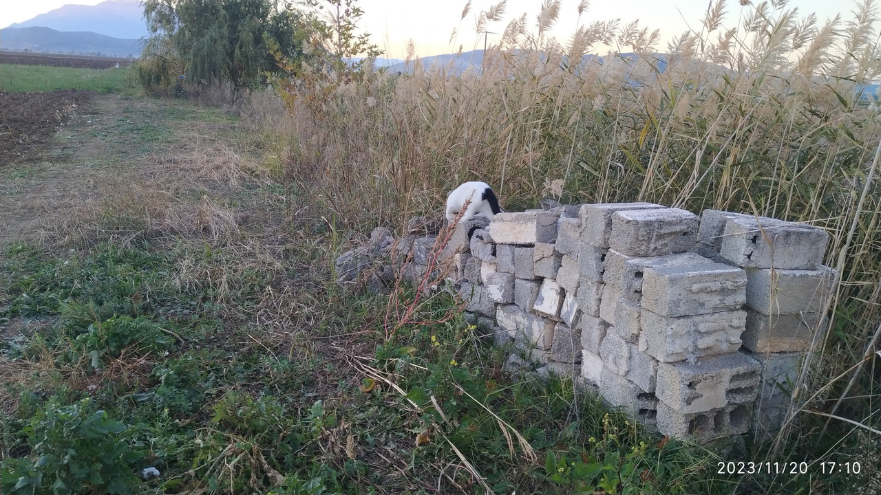 Εικόνα