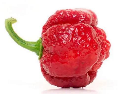 Trinidad Moruga Scorpion