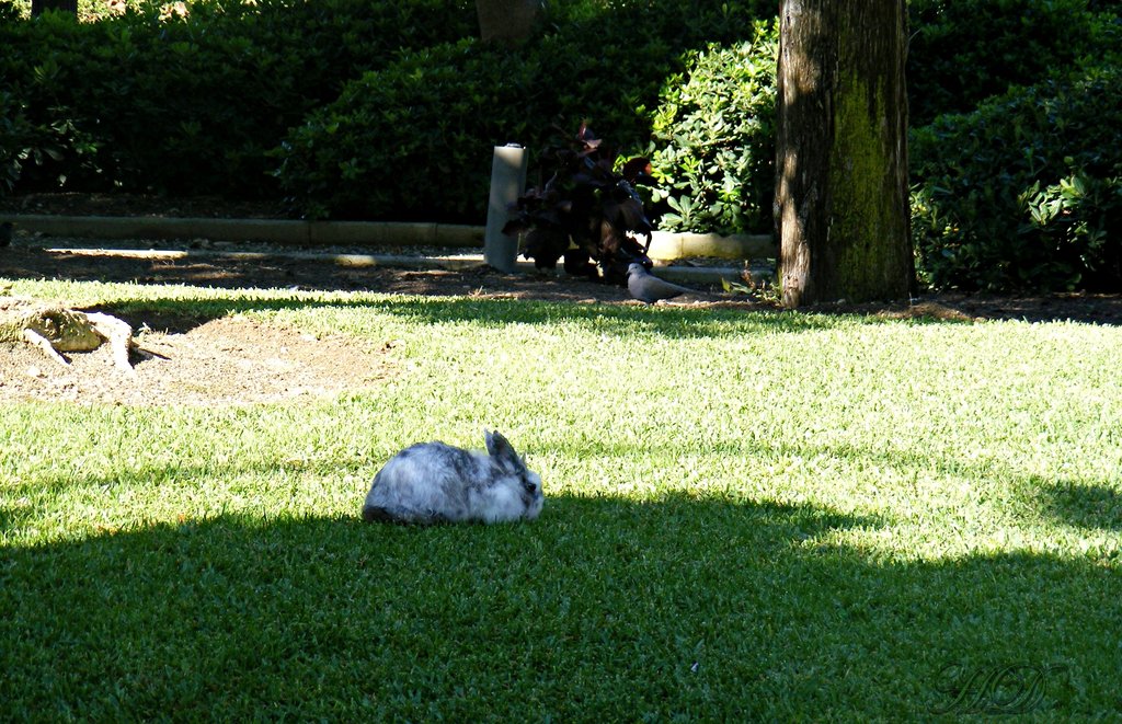 animals-Bunny-Rabbit-Park-Spain-HD.jpg