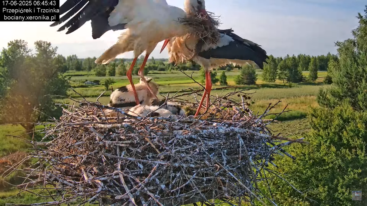 17062025bociany22