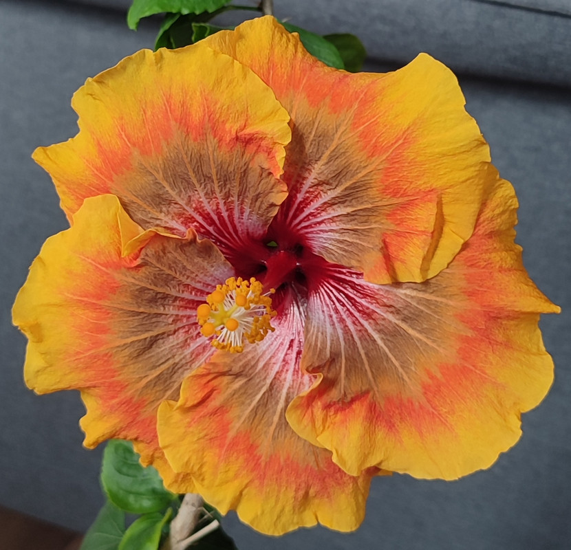 Hibiscus rosa-sinensis  1654256080532