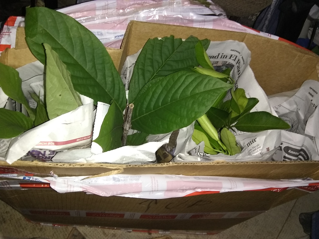 plants from stan