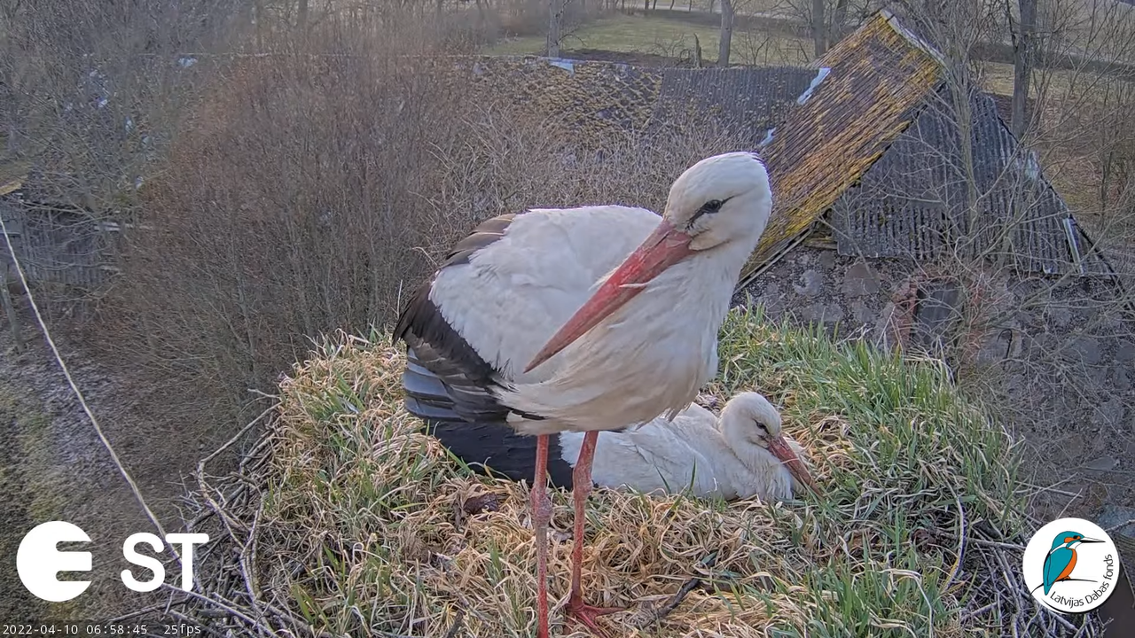 Baltie stārķi (Ciconia ciconia) Tukuma novadā - LDF tiešraide __ White storks in Tukums, Latvia 9-56