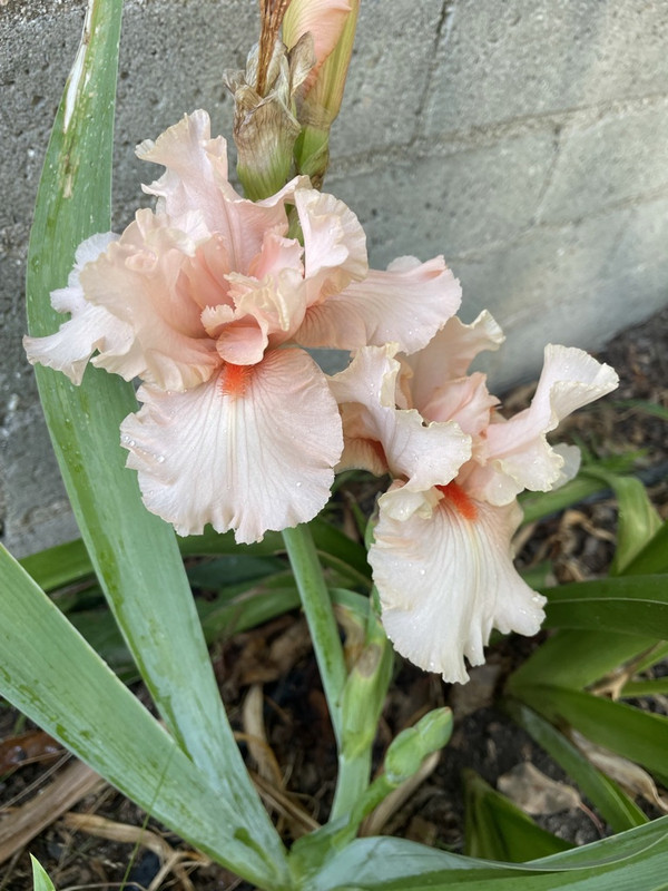 10-E732-A8-1-D2-A-4-DDC-AF1-B-7-F94394-C6950-1-105-c