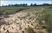Before Salt Marsh Planting 
