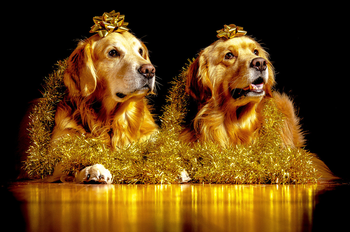 goldentinseldogs.jpg