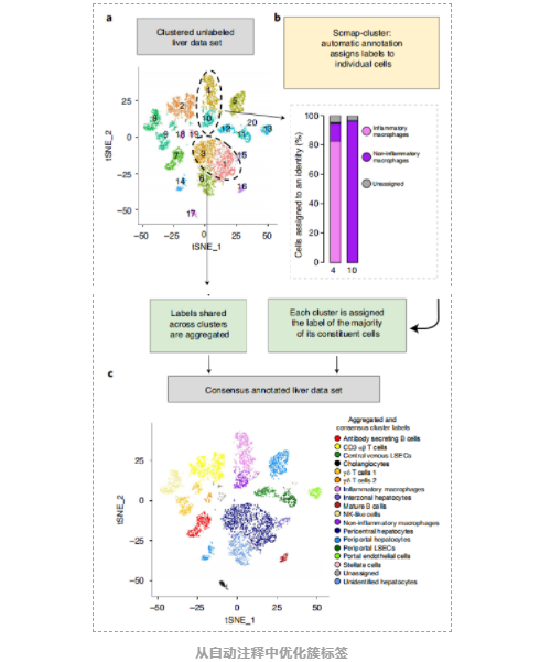 单细胞转录组数据【细胞注释指南】-4.png