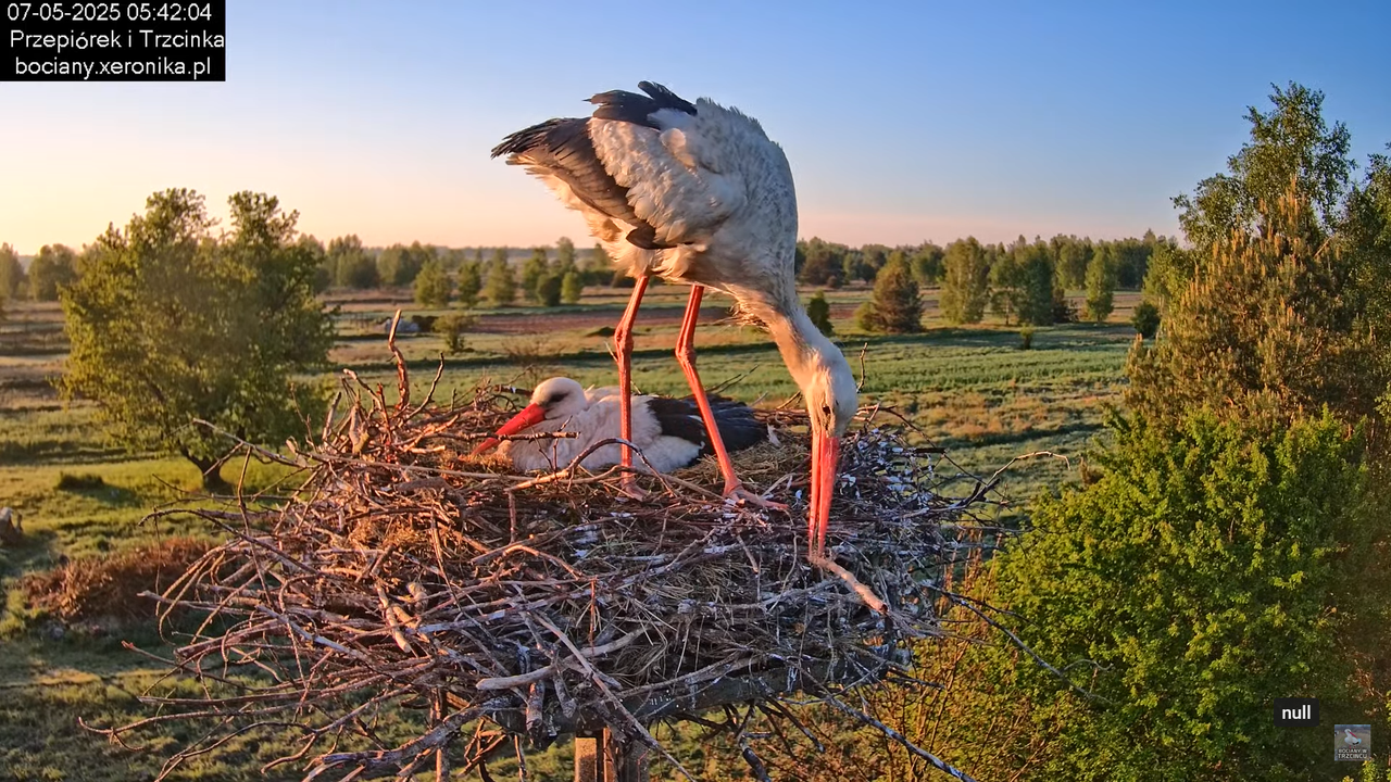 07052025bociany4