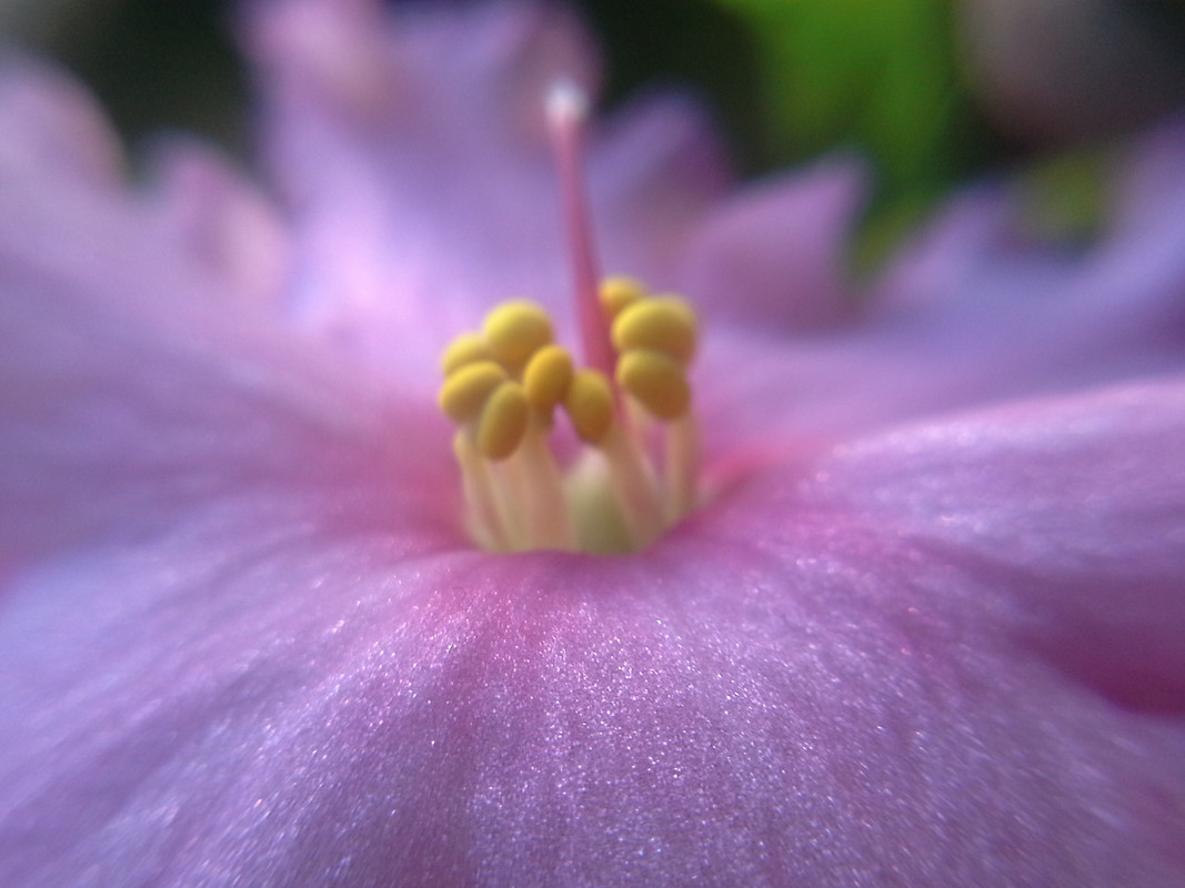 сеянец фиалковода