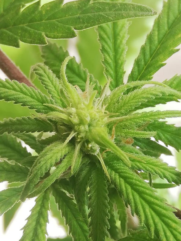 WhatsApp Image 2020-06-30 at 10.39.31 AM (1)