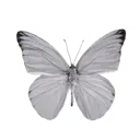 Grey Butterfly
