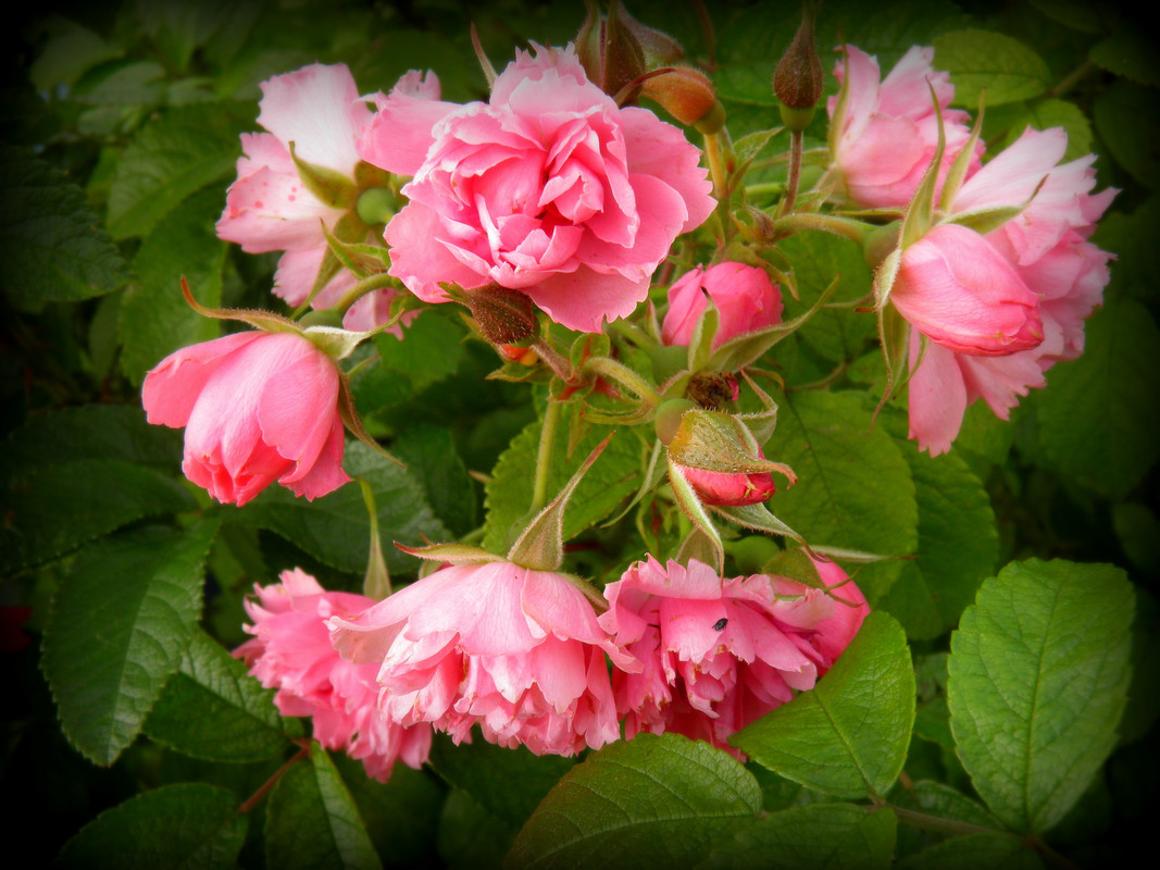 Drei baltische Länder vom 30 August  bis zum 8 S