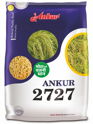 hy-paddy-ankur-2727.jpg