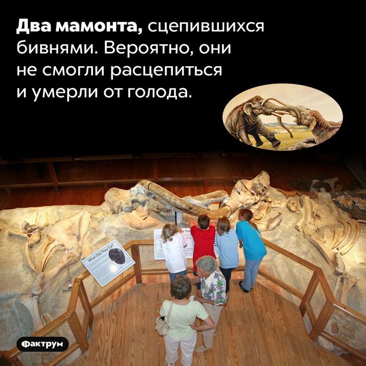 [Изображение: b0f2d3378652271f0fdf2d7ec9a6d52e.jpg]