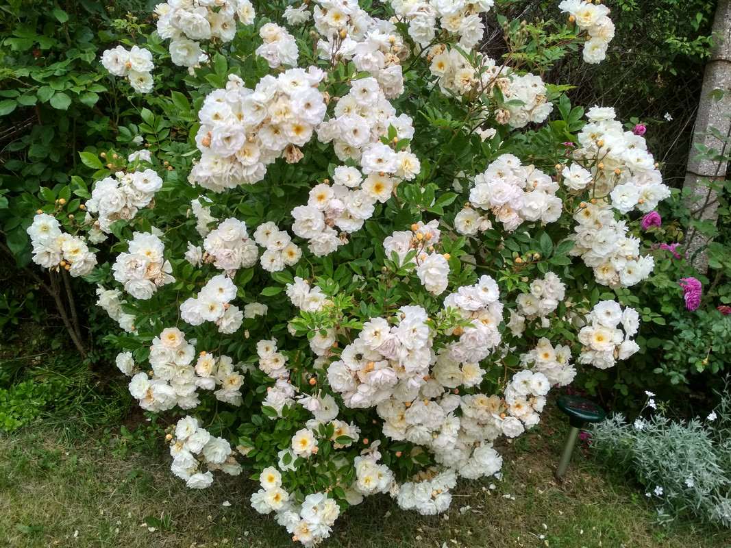 IMG_20190527_165617_HDR