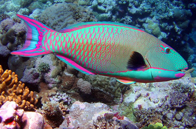 parrot fish