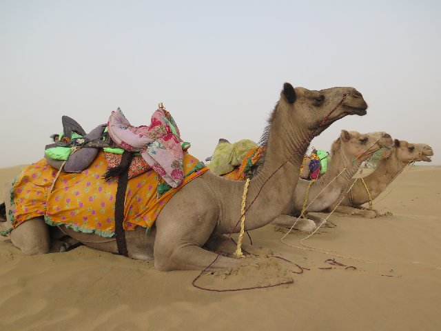 Día 17: Jaisalmer: Excursión al Desierto del Thar - INDIA Y NEPAL POR LIBRE: 21 INTENSOS DIAS Y UNA TOTAL AVENTURA (4)