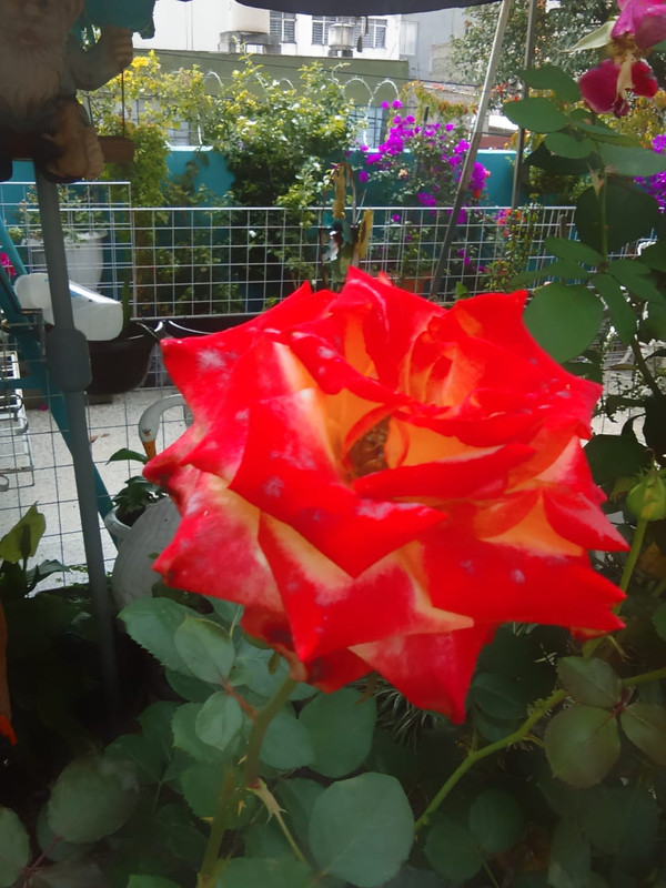 IMG-20191121-WA0014