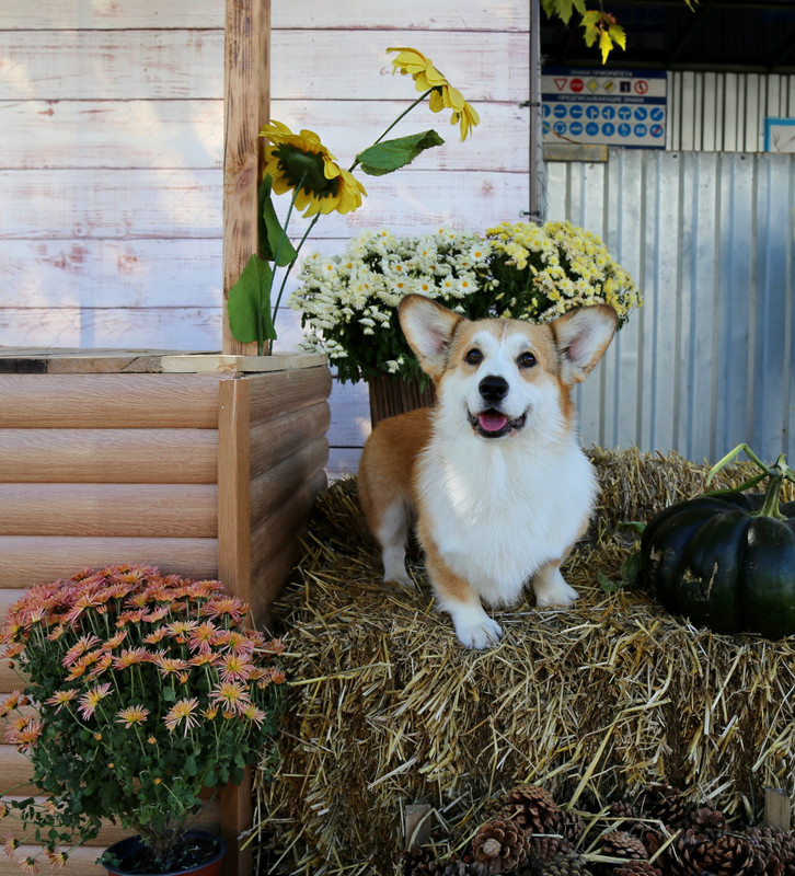 IMG_0103 10.10.21 Олаф