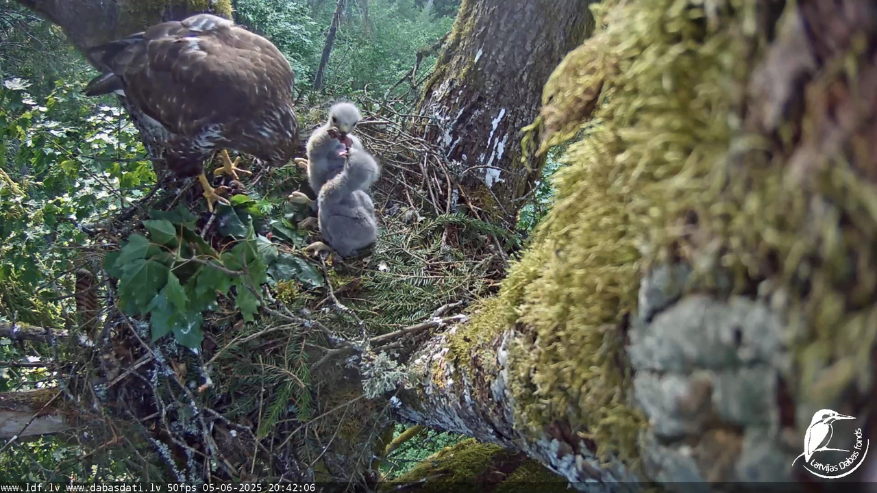 Melnās klijas (Milvus migrans) Kurzemē_ peļu klijāni (Buteo buteo) 14-1-6 screenshot