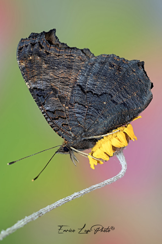 Aglais io (Linneaus, 1758)4000