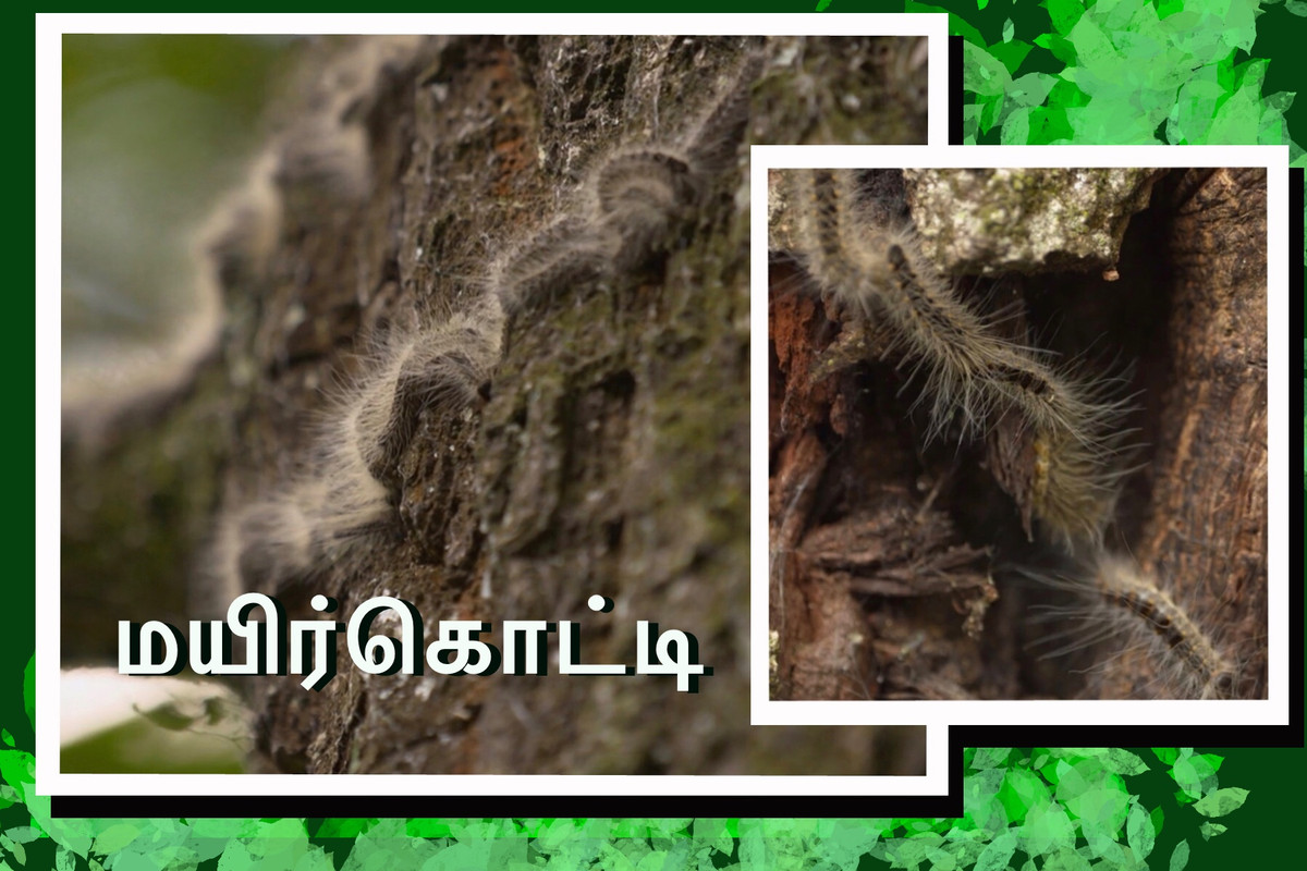 1-F3-CF914-B4-FF-4-E66-B84-C-17-BA3-AD33