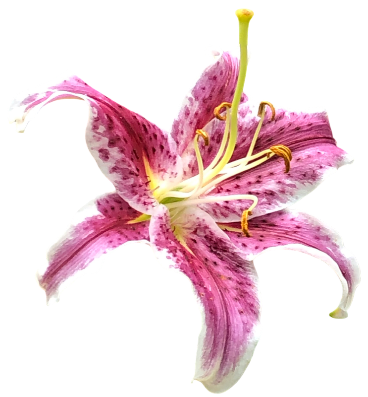 Stargazer Lily 1